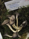 Hygrocybe lacmus image