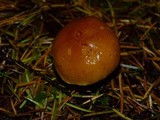 Gymnopilus rufobrunneus image