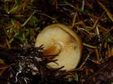 Gymnopilus rufobrunneus image