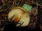 Gymnopilus rufobrunneus image