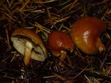 Gymnopilus rufobrunneus image