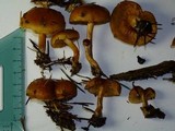 Gymnopilus rufobrunneus image