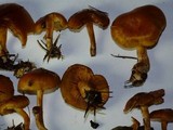 Gymnopilus rufobrunneus image