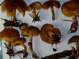 Gymnopilus rufobrunneus image