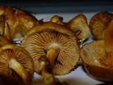 Gymnopilus rufobrunneus image