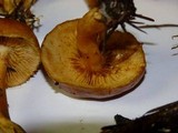 Gymnopilus rufobrunneus image