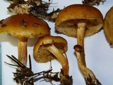 Gymnopilus rufobrunneus image