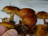 Gymnopilus rufobrunneus image