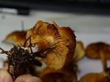 Gymnopilus rufobrunneus image