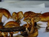 Gymnopilus rufobrunneus image