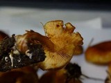 Gymnopilus rufobrunneus image
