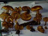 Gymnopilus rufobrunneus image
