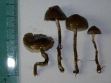 Psilocybe baeocystis image