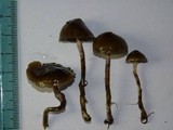 Psilocybe baeocystis image