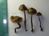 Psilocybe baeocystis image