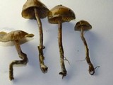 Psilocybe baeocystis image