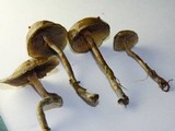 Psilocybe baeocystis image
