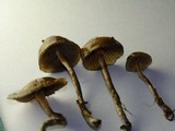 Psilocybe baeocystis image