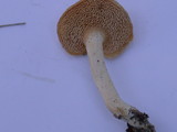 Hydnum oregonense image