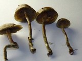 Psilocybe baeocystis image