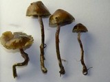 Psilocybe baeocystis image