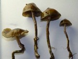 Psilocybe baeocystis image