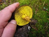 Phylloporus rhodoxanthus image