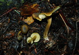 Callistosporium luteo-olivaceum image