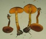 Cortinarius cinnamomeus image