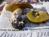 Boletus fibrillosus image