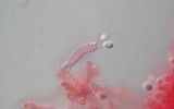 Callistosporium luteo-olivaceum image