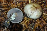 Agaricus semotus image