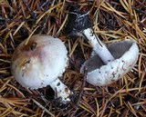 Agaricus semotus image