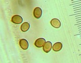 Agaricus semotus image