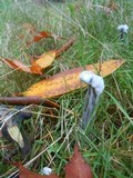 Hypomyces cervinigenus image