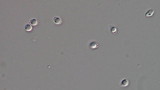 Callistosporium luteo-olivaceum image