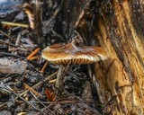 Psilocybe subaeruginosa image