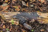 Psilocybe subaeruginosa image