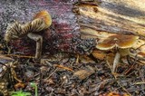 Psilocybe subaeruginosa image