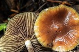 Psilocybe subaeruginosa image