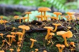 Chrysomphalina aurantiaca image