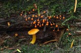Chrysomphalina aurantiaca image
