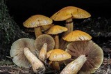 Gymnopilus viridans image