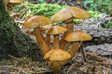 Gymnopilus viridans image