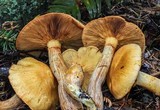 Gymnopilus viridans image