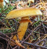Gymnopilus viridans image