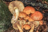 Gymnopilus viridans image