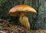 Gymnopilus viridans image