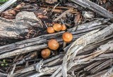 Psilocybe pelliculosa image