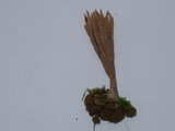 Aphelaria tuberosa image